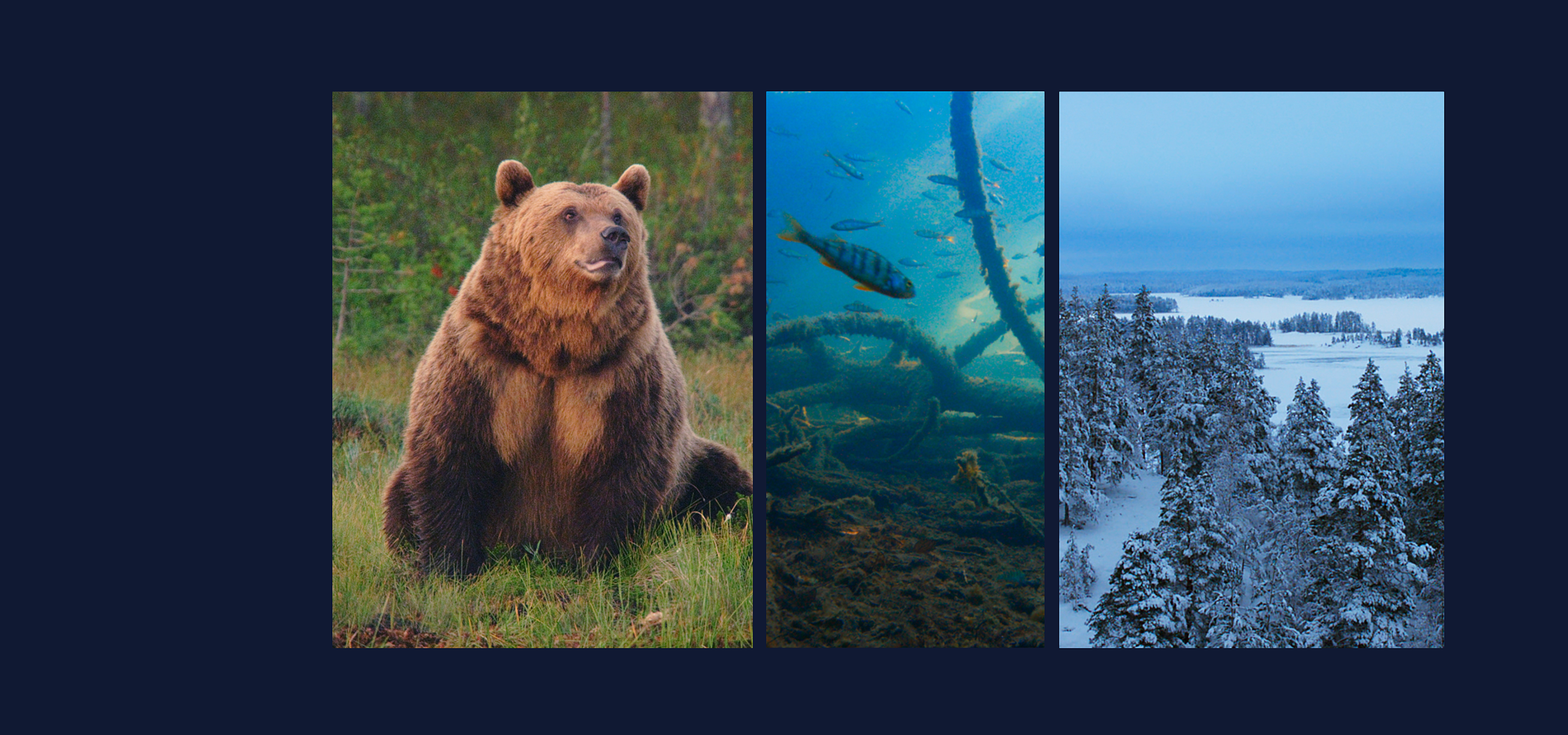 Home Catalog Nature Symphony